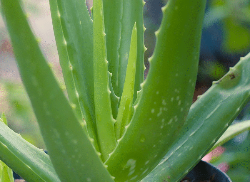 aloe-vera-