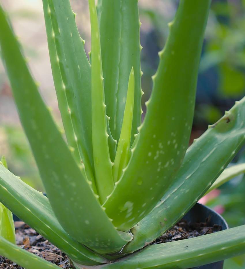 aloe-vera-