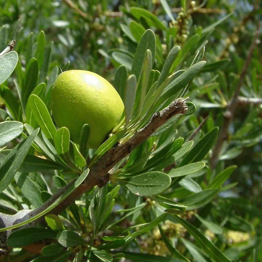 ARGAN