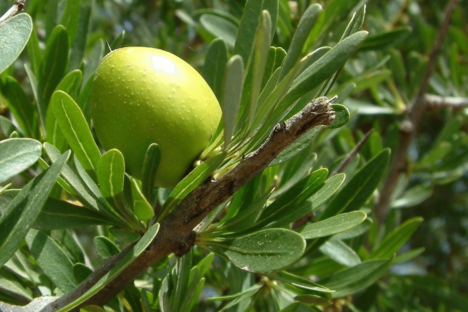 ARGAN
