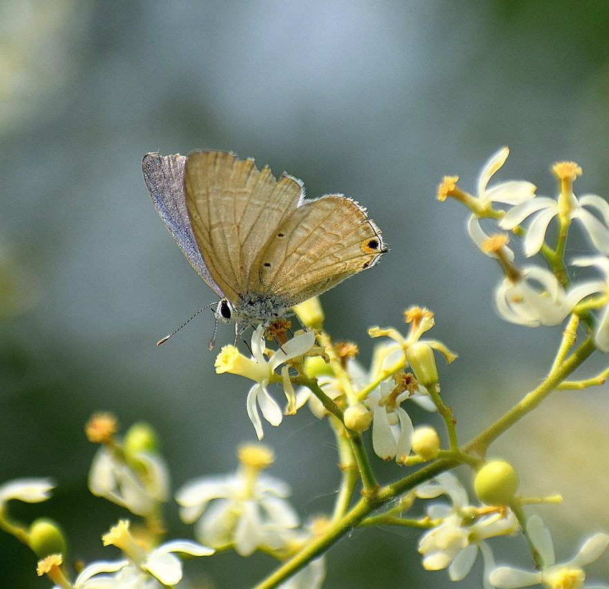 neem fiori