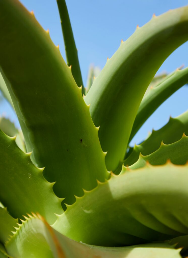 From below closeup of thick green leaves of succulent plant with sharp prickles against blue sky