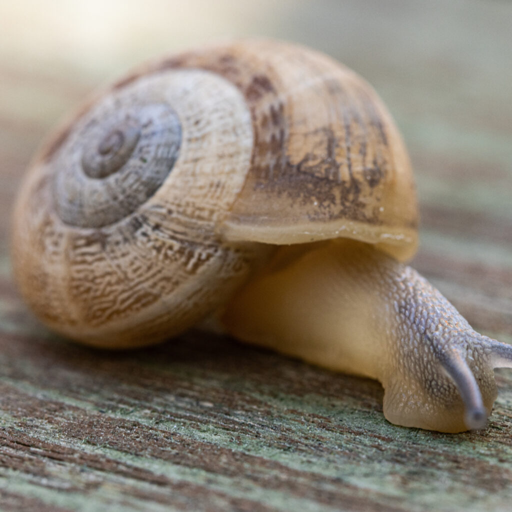 soft-focus-di-una-lumaca-che-striscia-sulla-pavimentazione-legno